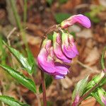 Lathyrus vernus Квітка
