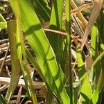 Panicum coloratum Leaf