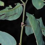 Monanthotaxis laurentii Leaf