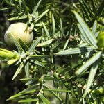 Juniperus macrocarpa Leaf