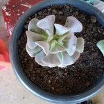 Echeveria runyoniiКвітка