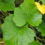 Cucurbita maxima Feuille