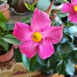 Mandevilla sanderi പുഷ്പം