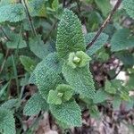 Teucrium scorodoniaLeaf