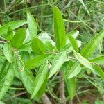 Alternanthera ficoidea Leaf