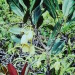 Sloanea montana Habitus
