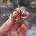 Trichilia emetica Fruto