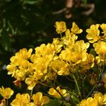 Senna spectabilis 花