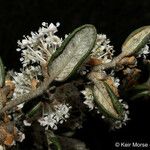 Ceanothus crassifolius Агульны выгляд