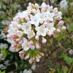 Viburnum carlesii Flower