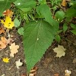 Ageratina altissima Folha