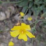 Diatelia tuberaria Fula