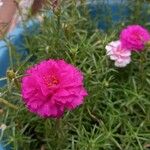 Portulaca grandiflora Λουλούδι