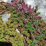 Thymus serpyllum Blüte