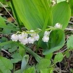 Convallaria majalis Buveinė