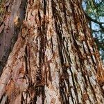 Sequoiadendron giganteum кора