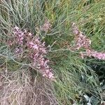 Limonium insigne Flower