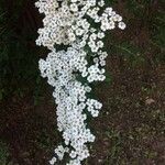 Spiraea × vanhouttei