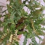 Adiantum hispidulum Ліст