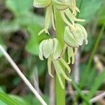 Orchis anthropophora Цвят