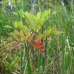 Toxicodendron vernix Habitus