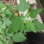 Chenopodium albumLeaf