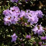 Rhododendron polycladum Λουλούδι
