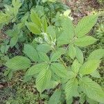 Rubus argutus Blatt