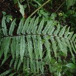 Polystichum transvaalense Leaf