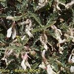 Astragalus terraccianoi অন্যান্য