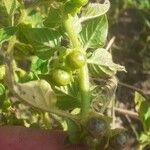 Solanum physalifolium Owoc