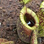 Nepenthes mirabilis Floare