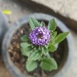 Callistephus chinensis Flor