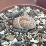 Lithops karasmontana Leaf