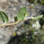 Helianthemum oelandicum Blad