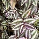 Tradescantia zebrinaبرگ