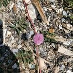 Mimosa pudicaFlower