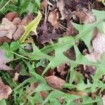 Taraxacum obliquilobum Fuelha