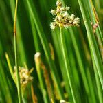 Schoenoplectus californicus Blomma