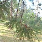 Pinus flexilis Deilen