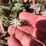 Stellaria pubera Leaf