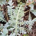 Glaucium flavum Leaf