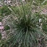 Festuca filiformis Blatt