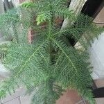 Araucaria heterophyllaHostoa