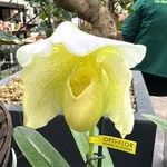 Paphiopedilum wardii Flor