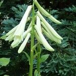 Cardiocrinum giganteum Květ