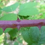 Rubus godronii Mosusu