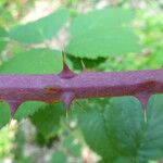 Rubus godronii Bark