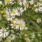 Symphyotrichum ericoidesKvet