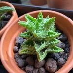 Aloe juvenna Leaf